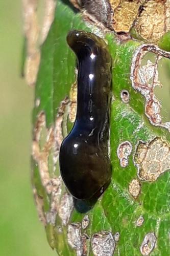 Caliroa cerasi